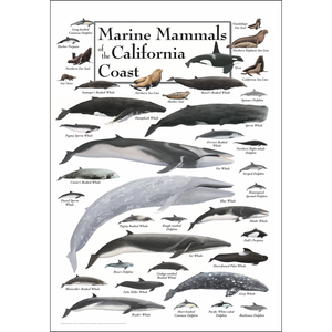 "Marine Mammals of the California Coast" poster, depicting scientific illustrations of many different species of marine mammals.