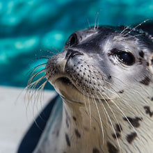 Load image into Gallery viewer, Closeup of harbor seal pup&#39;s face.

