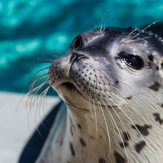 Closeup of harbor seal pup's face.