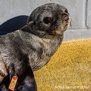 Fur seal pup resting against wall. Text reads "NOAA Permit #18786"
