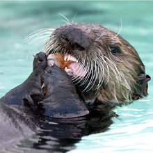 Load image into Gallery viewer, Closeup of sea otter face as it eats shrimp.

