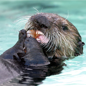 Closeup of sea otter face as it eats shrimp.