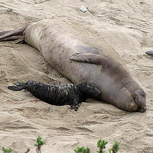 Elephant seal mom and pup on beach.