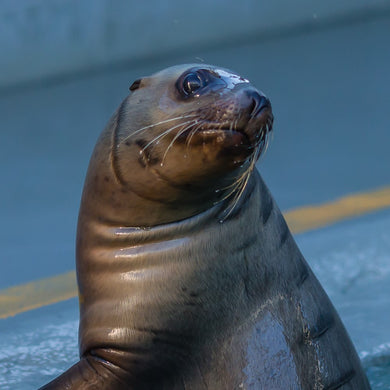 Side profile of Steller sea lion pup.